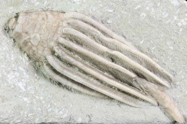 Crinoid (Macrocrinus) Fossil - Crawfordsville, Indiana #87969